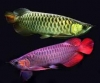 Arowana,jardini Arowana,Chili Red,Golden Arowana and othersWe supply live Super Red, Red Asian Arowana,jardini Arowana,Chili Red,Golden Arowana and others